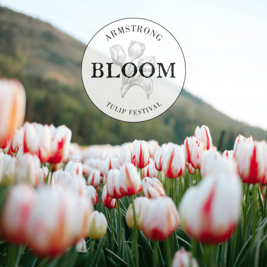 Bloom Tulip Festival in Armstrong